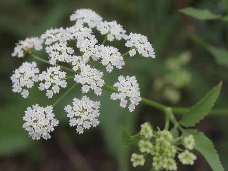 skirret